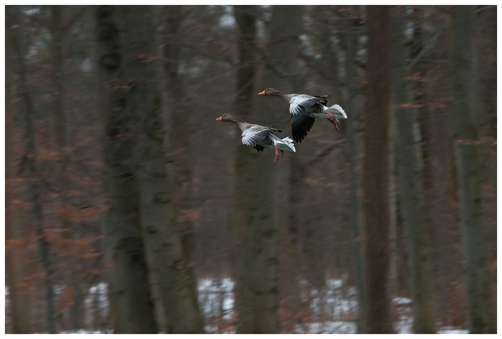 Graugaenseimflug002.jpg