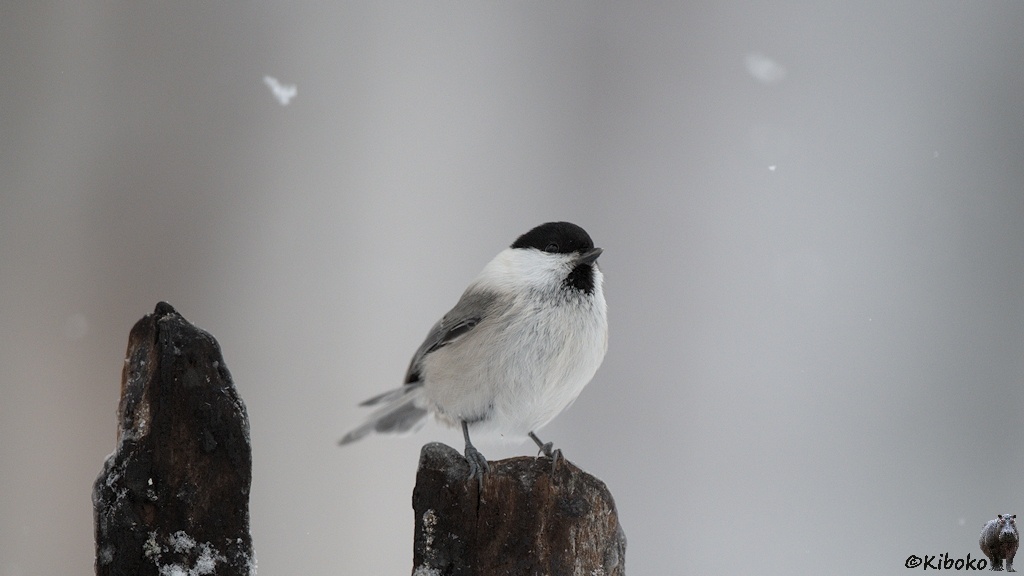 Das Bild zeigt einen gkleinen hellgrauen Vogel mit schwarzer Kappe, weißem Nacken, schwarzem Latz und dunkelgrauen Flügeln auf der Spitze eines Brettes sitzen.