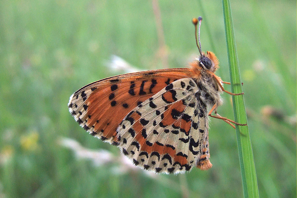 web-m-didyma.jpg