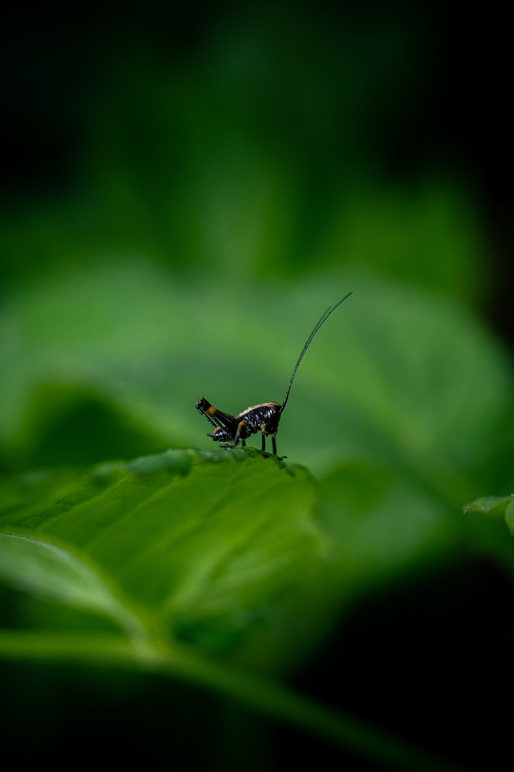 SebastianHaberkorn_Wildlife_Blog-3-scaled.jpg