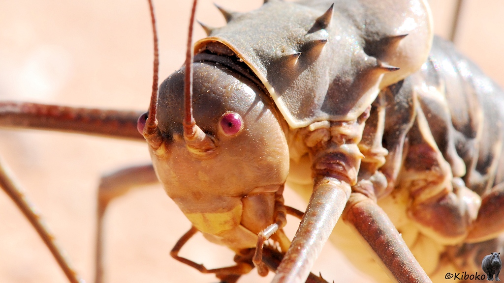 Porträt eines Insekts mit Stacheln und roten Augen.
