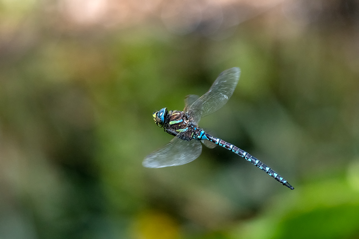 20180818_D850_1377NF.jpg