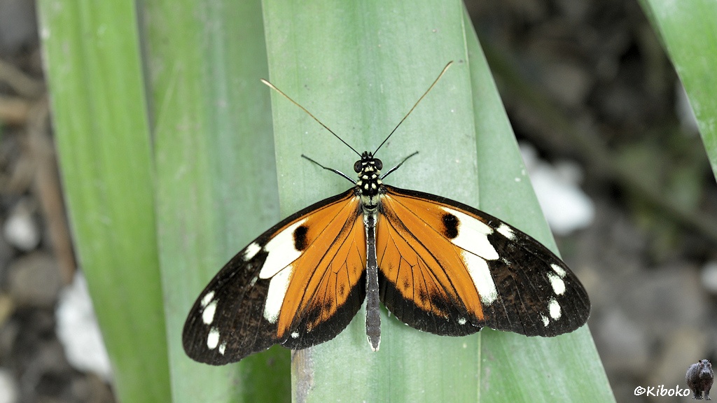 Das Bild zeigt einen Schmetterling von oben auf einem Blatt. Die Flügel sind innen orange, außen sind sie dunkelbraun mit weißen Punkten. Dazwischen ist ein weißer Streifen.