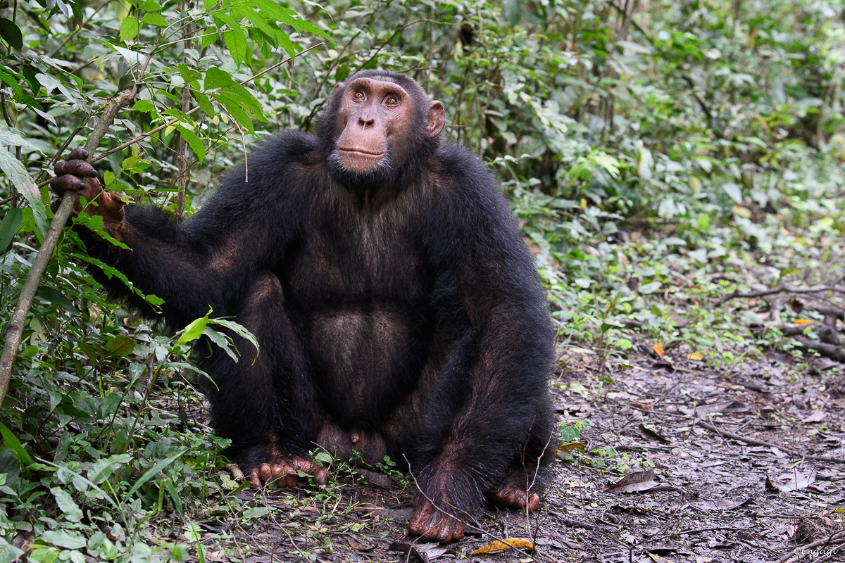 Uganda%201301.jpg