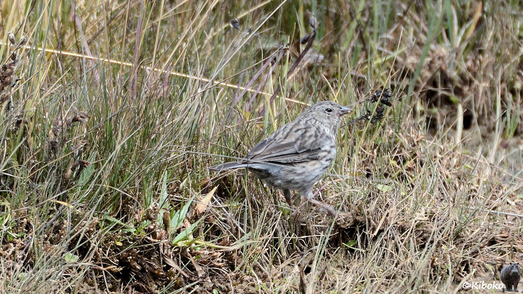 Das Bild zeigt einen kleinen braun-grau-hellbraun mellierten kleinen Vogel im trockenen Gras.
