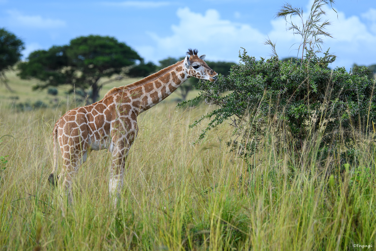 Uganda%200432.jpg