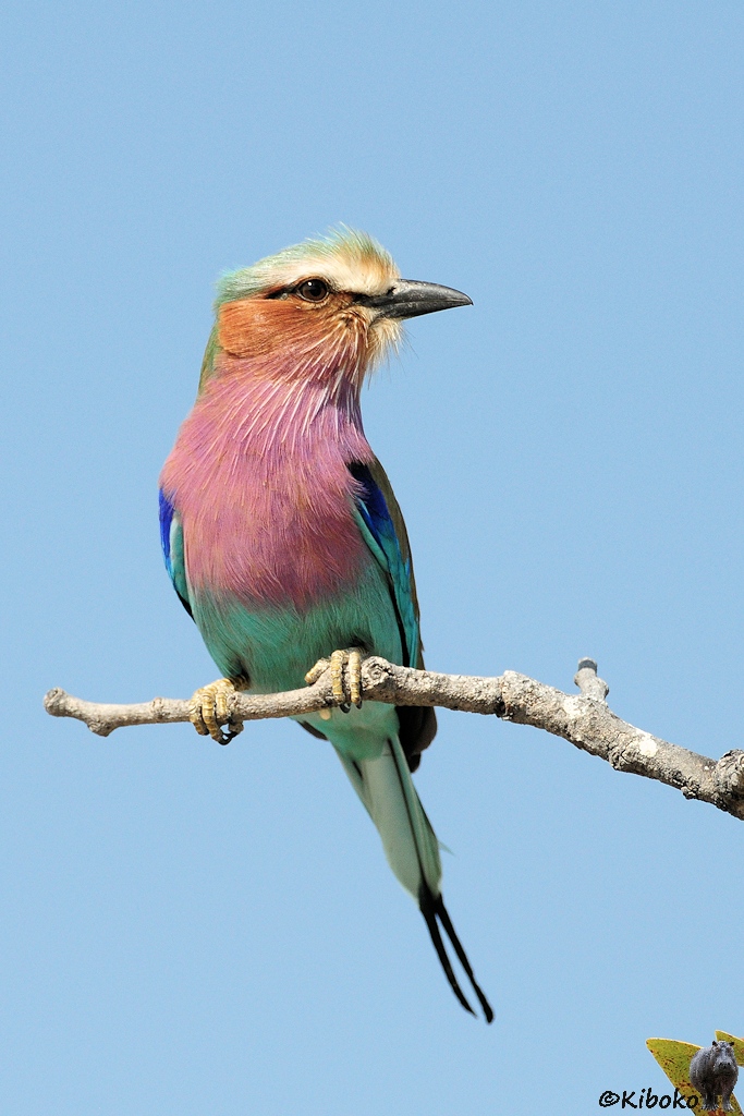 Hochkantaufnahme eines bunten Vogels.