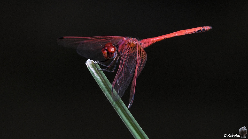 Das Bild zeigt eine rote Libelle an einem grünen Grashalmspitze sitzen vor dunklem Hintergrund.