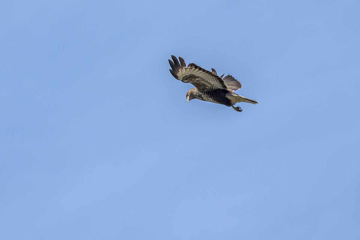 20201009_ND5_1083NF.jpg