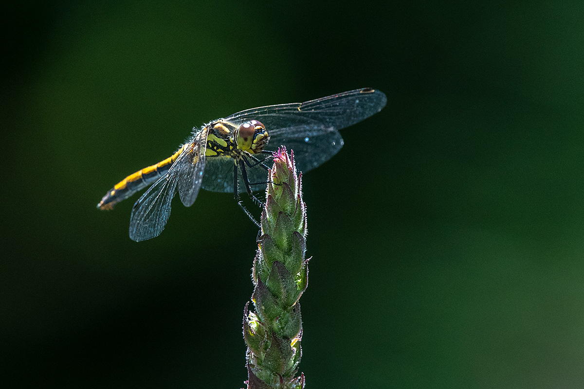 20180716_D500_1586NF.jpg