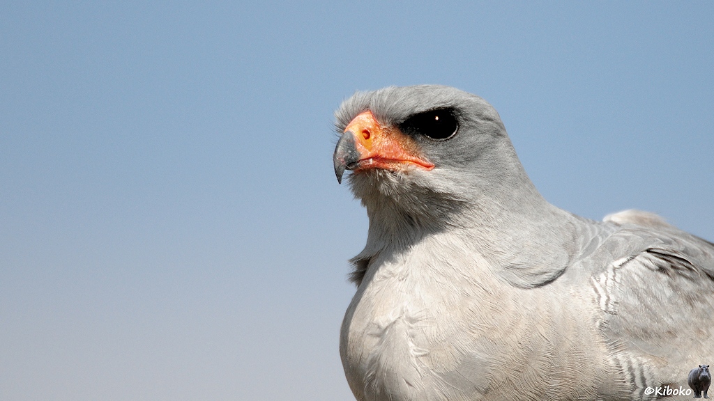 Porträt eines hellgrauen Raubvogels mit orangen Schnabel.