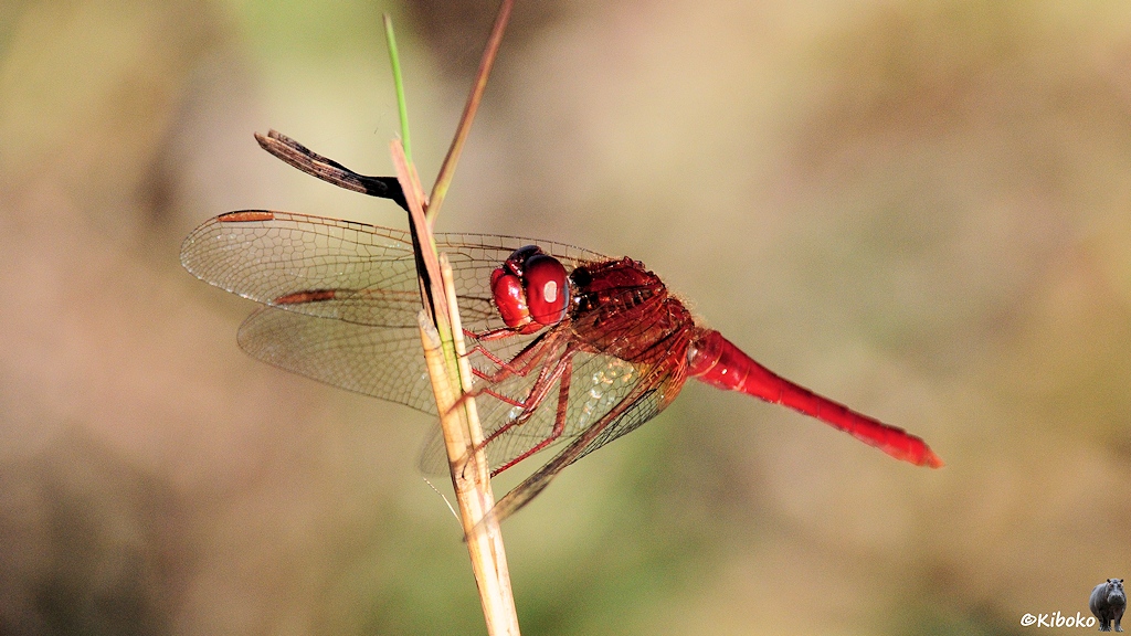 Das Bild zeigt eine rote Libelle, die sich an einen senkrechten halm klammert.