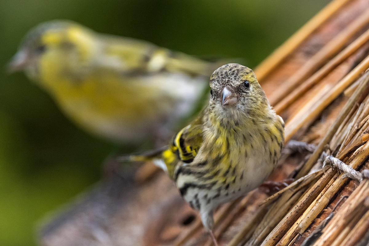 20201207_D500_0520NF.jpg