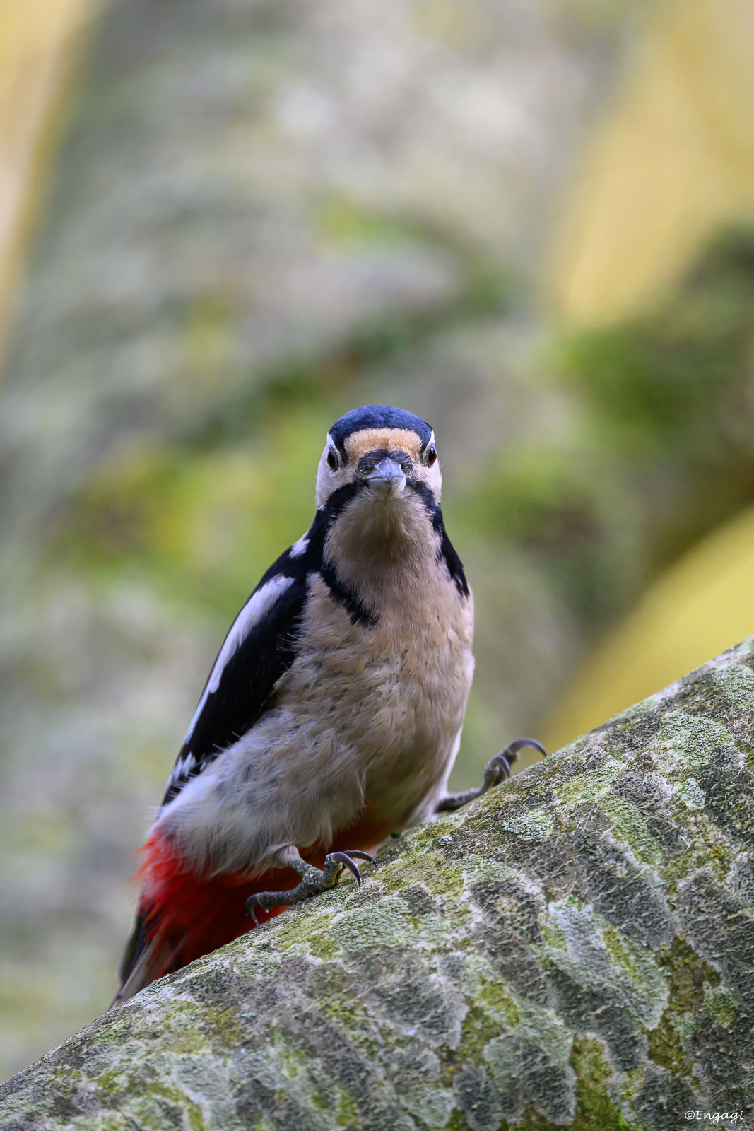 DSC_3038a.jpg