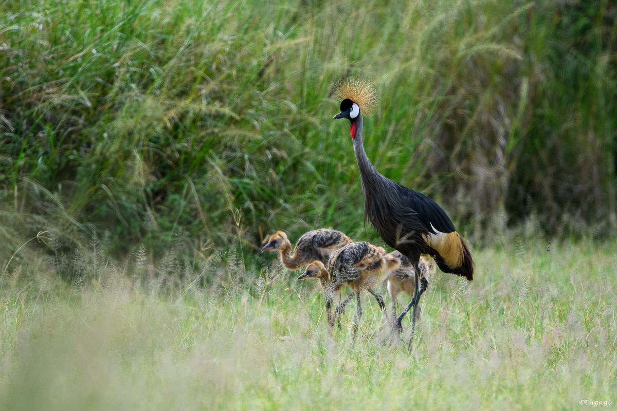 Uganda%200278.jpg