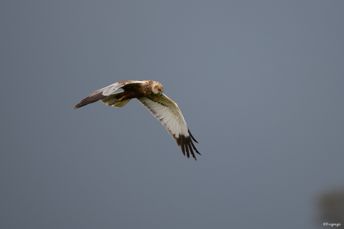 DSC_8196.jpg