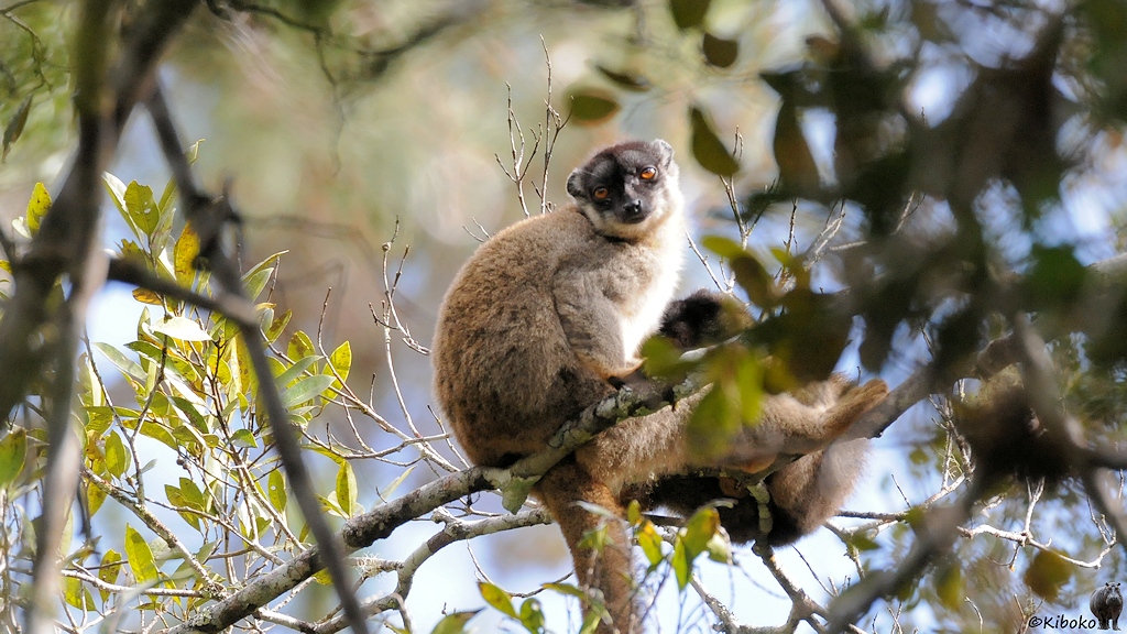 Ein brauner Lemur mit orangenen Augen sitzt auf einem Ast in der Sonne und schaut mit großen orangenen Augen.