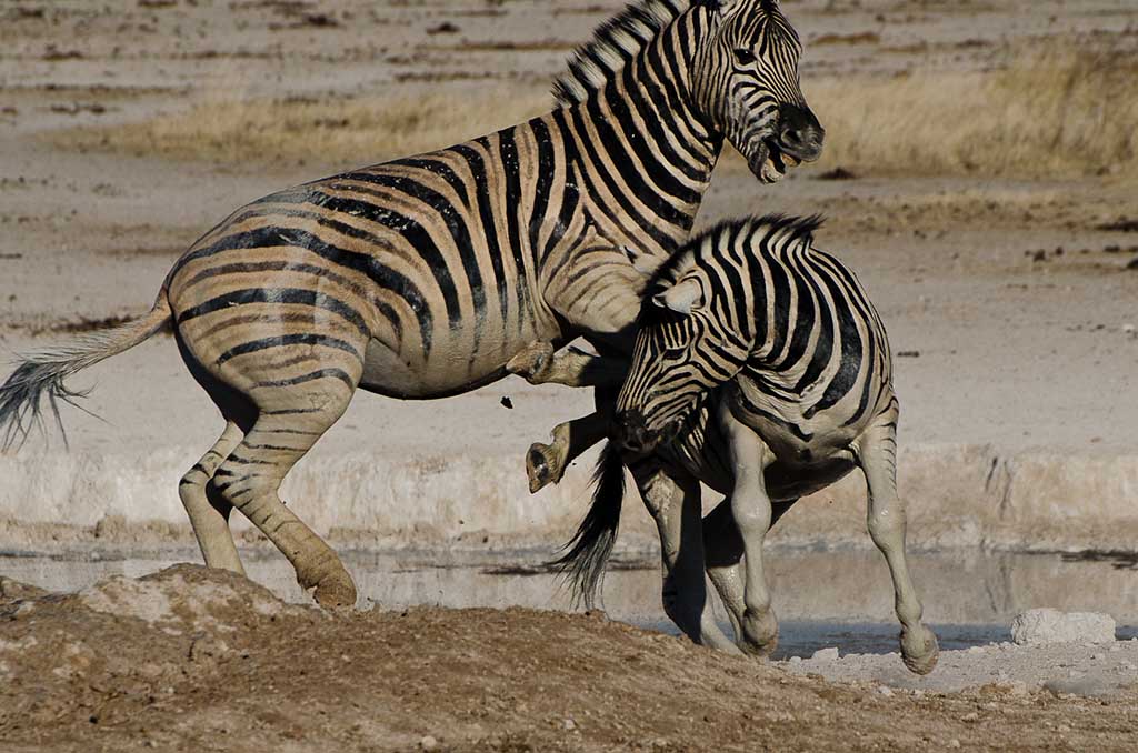 namibia_kaempfende_zebras_2.jpg