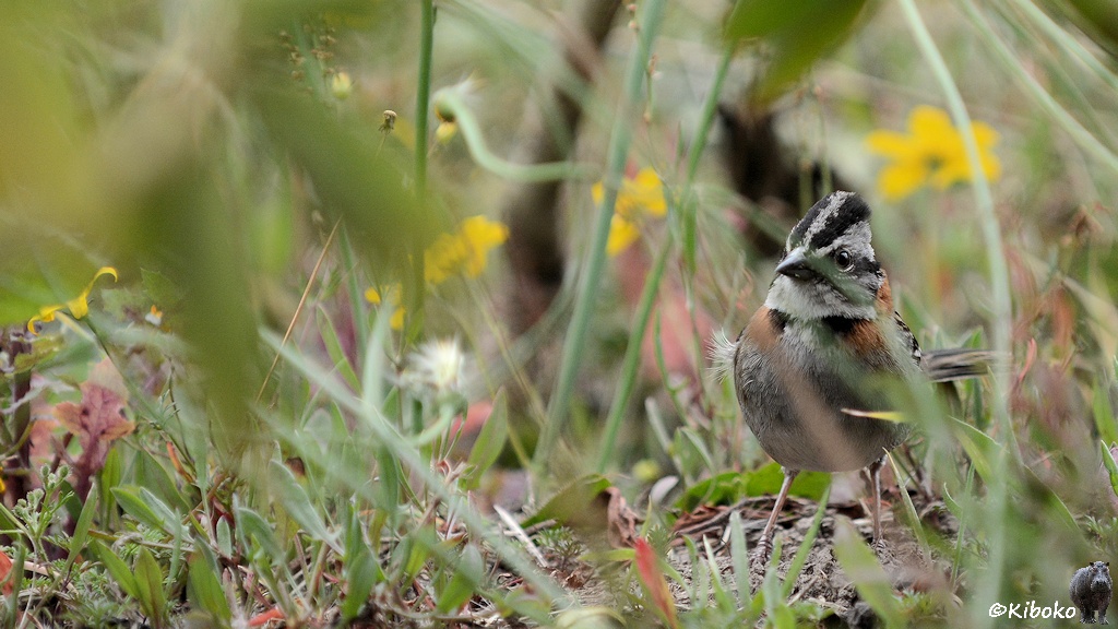 Das Bild zeigt einen kleinen, grauen Vogel mit braunen Flecken am Hals und schwarzen Streifen auf dem Kopf mitten im Gras auf Augenhöhe. Ein paar unscharfe Grashalme sind vor dem Vogel.