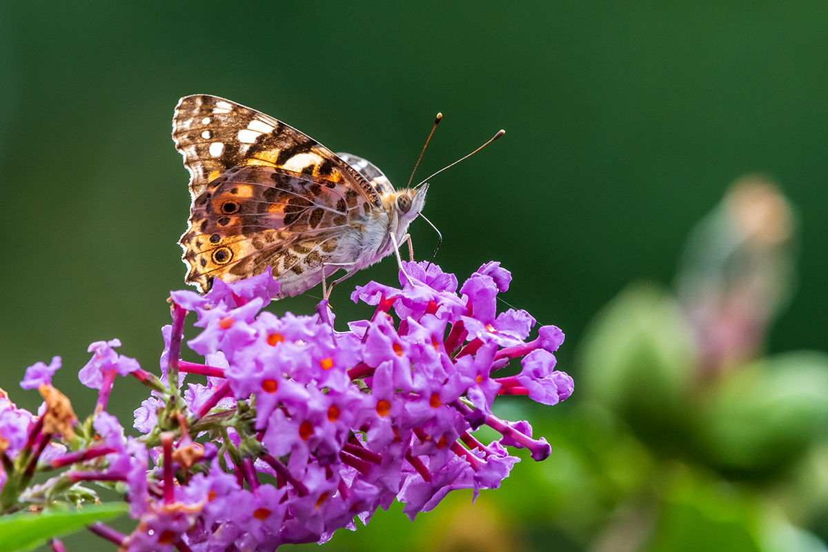 20190928_D500_1768NF.jpg
