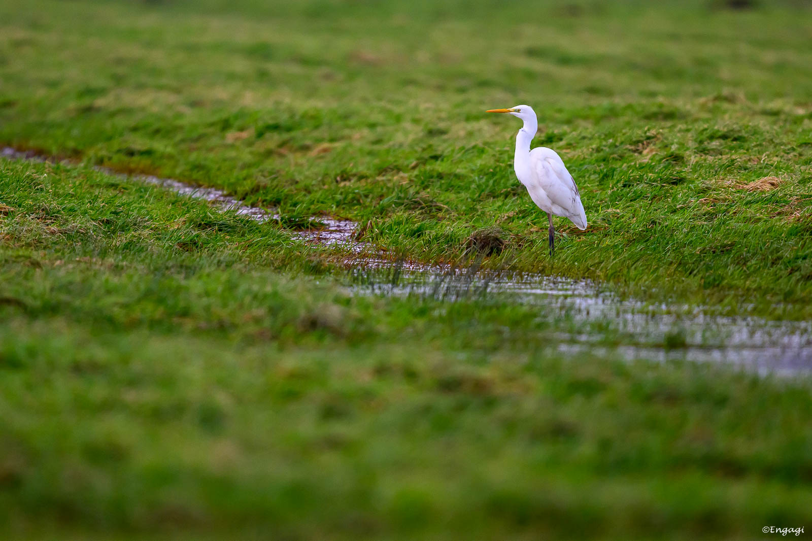 DSC_5262.jpg