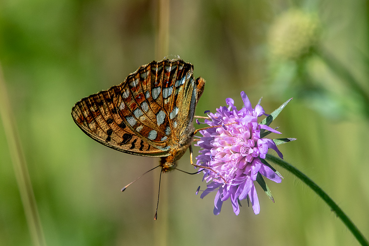 20180620_ND5_2409vNF.jpg