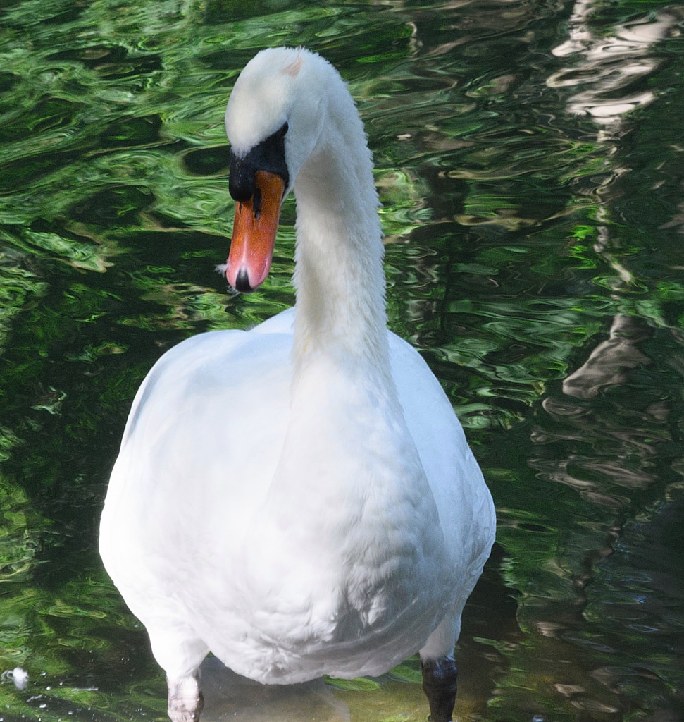schwan.jpg