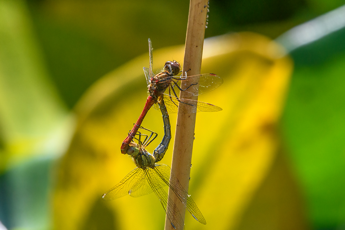 20180905_D500_0046NF.jpg