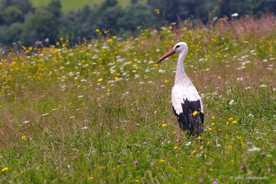 storch9.jpg