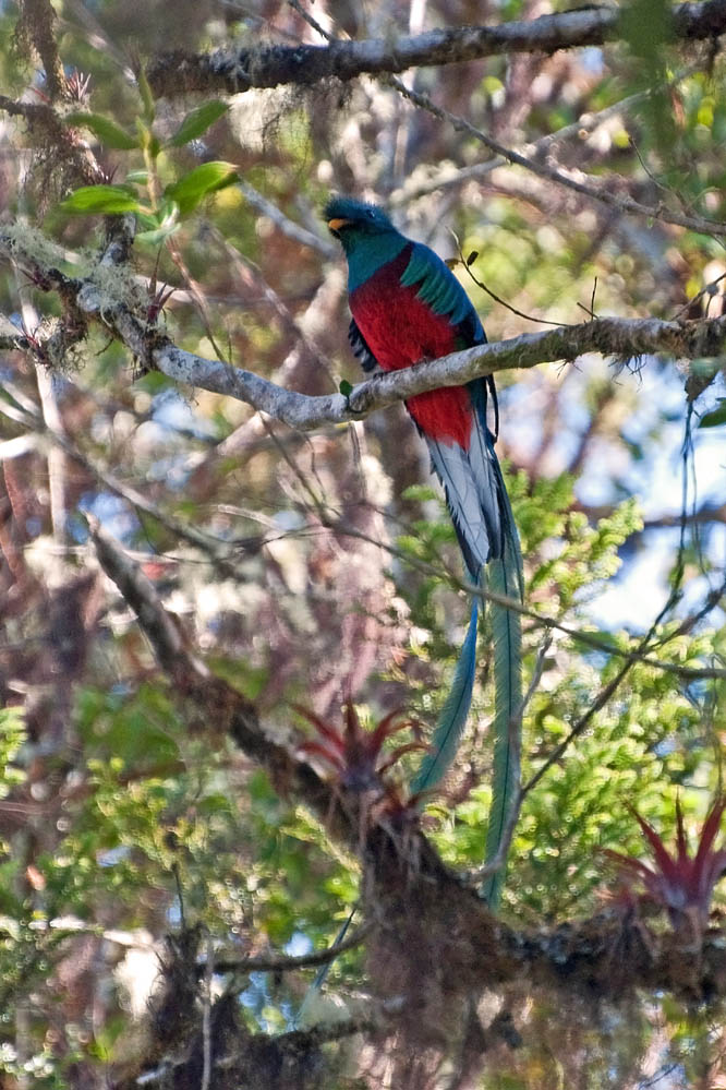 Quetzal_2.jpg