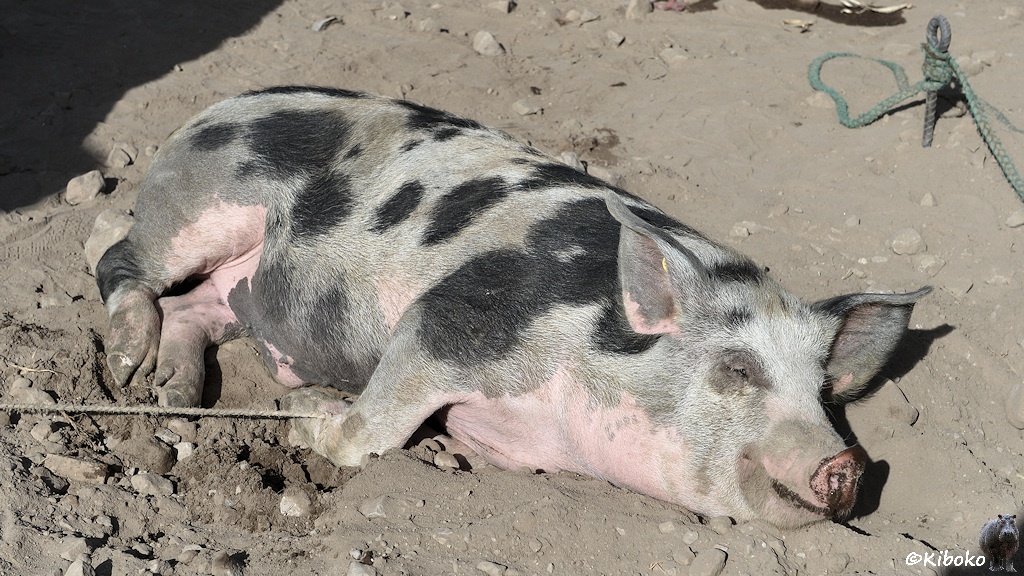 Das Bild zeigt ein liegendes hellgraues Schwein mit dunklen Punkten. Es liegt im Sand und döst.