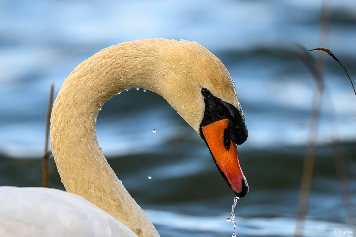 DSC_2961.jpg