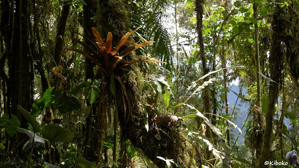 Das Bild zeigt einen Waldausschnitt mit dünnen, bemoosten Stämmen. Bromelien und Farne leben an dem Baumstämmen. Durch eine schmale Lichtung ist der gegenüberliegende Berghang sichtbar.