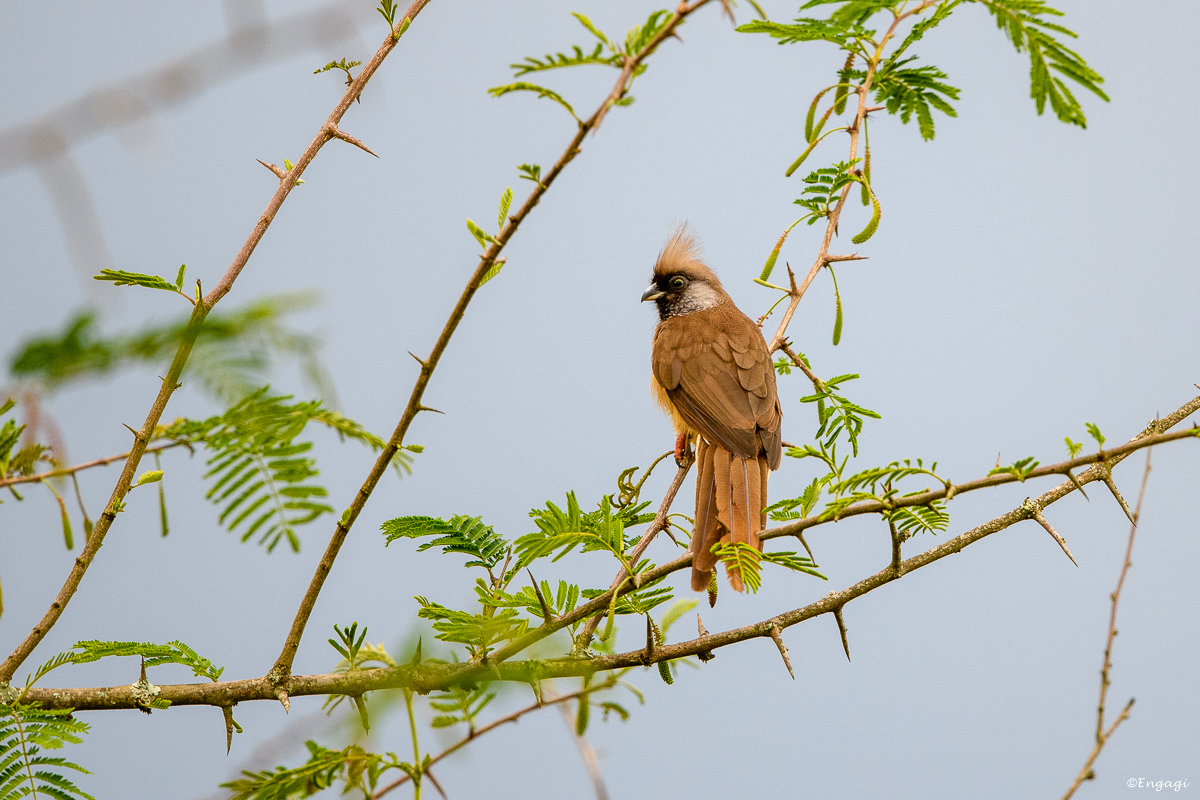 Uganda%201165.jpg