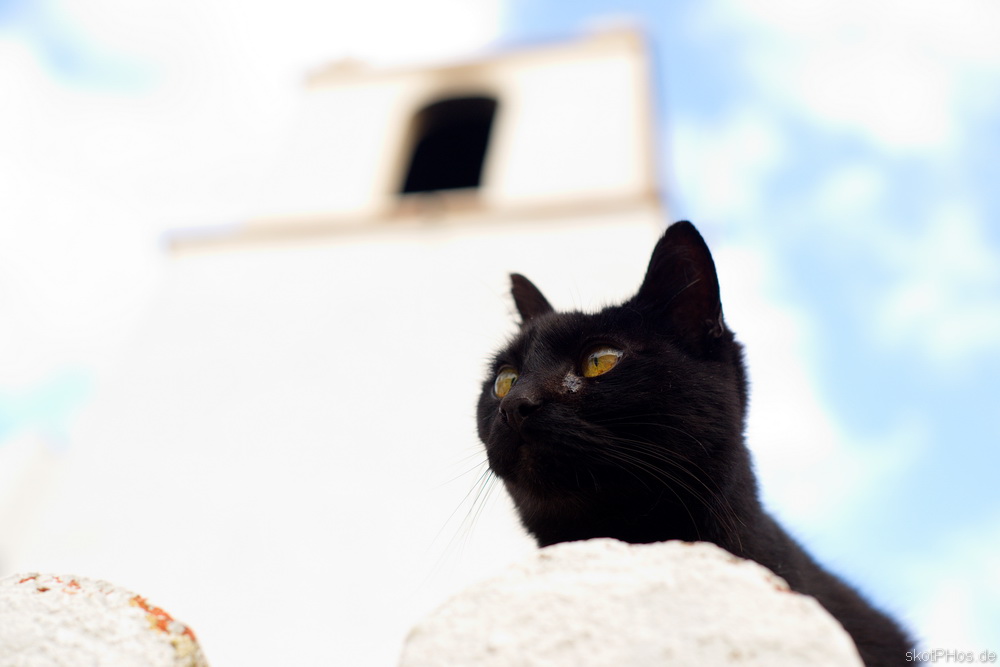 skotPHos.de_Katze_PT.JPG