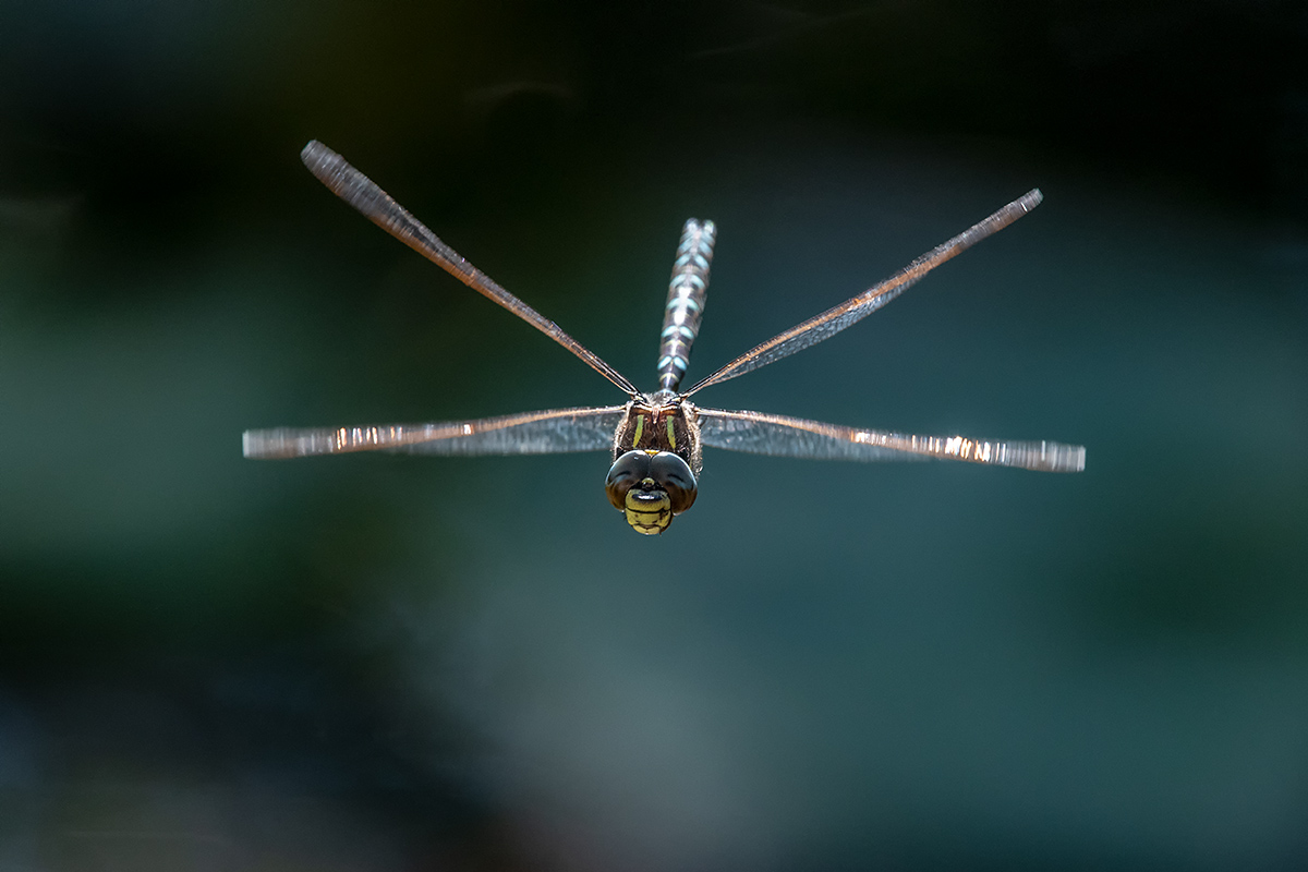 20180916_D500_1368NF.jpg