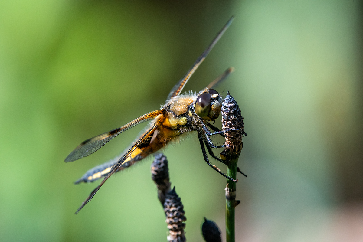 20180507_D500_1352NF.jpg