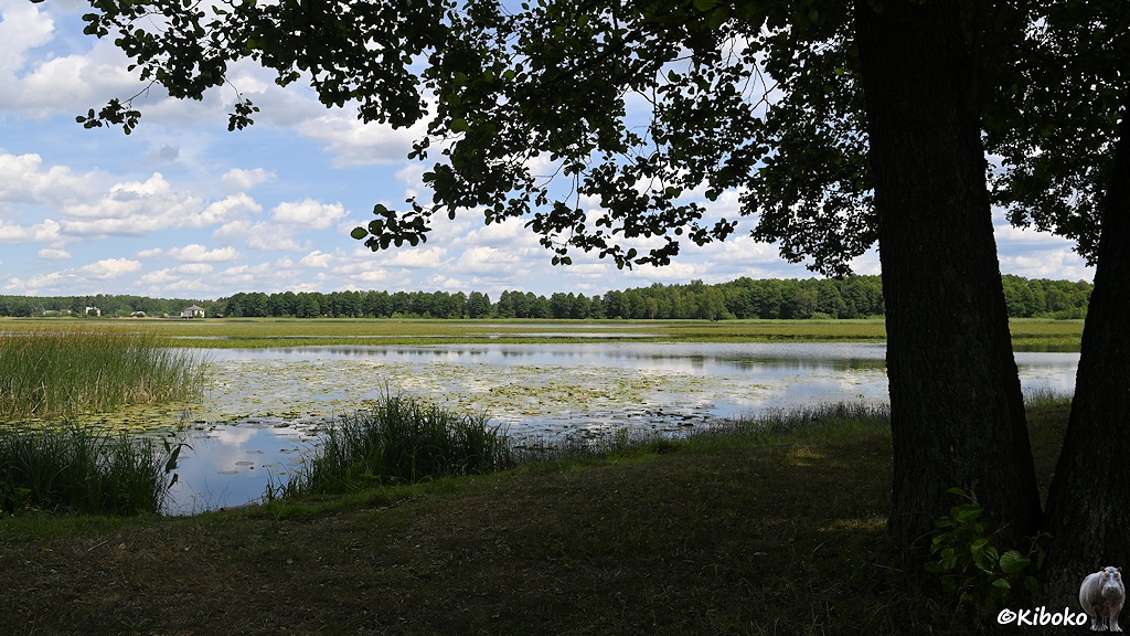 Das Bild zeigt einen See der weitläufig mit Schilf und Seerosen bewachsen ist. Im Vordergrund ist das Ufer. Am rechten Bildrand sind zwei angeschnittene Baumstämme. Oben ist das Bild durch die Blätter der Bäume eingerahmt. Am gegenüberliegenden Flussufer stehen links zwei Häuser. Sonst ist dort dichter Laubwald.