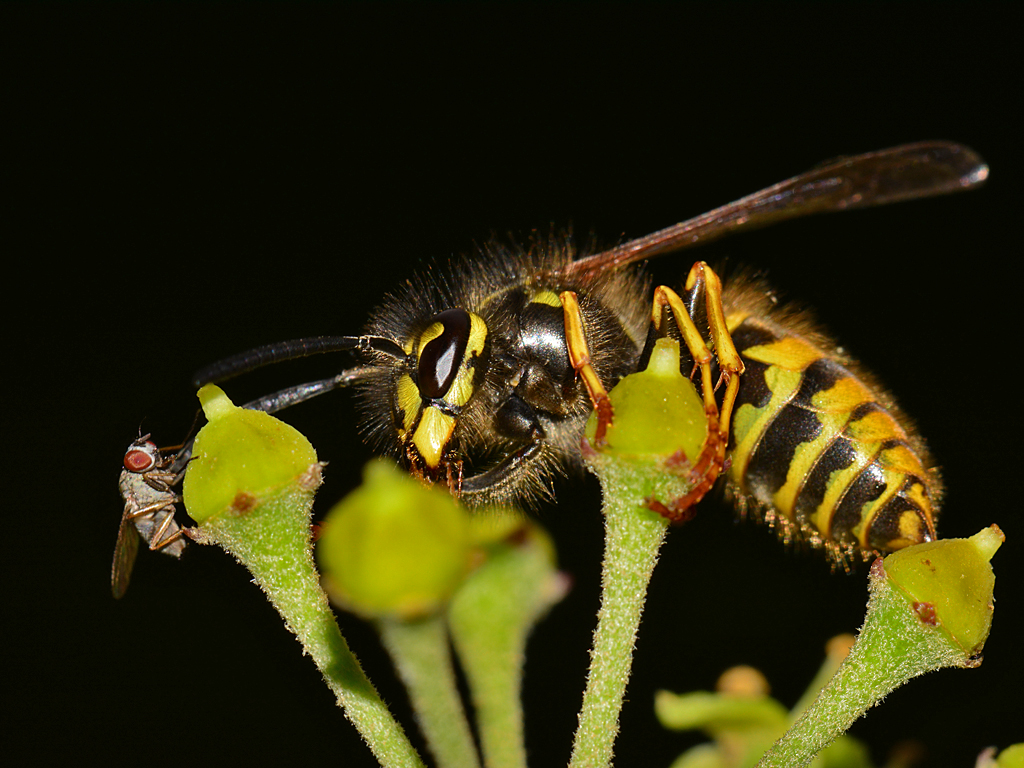 DSC_2785.jpg