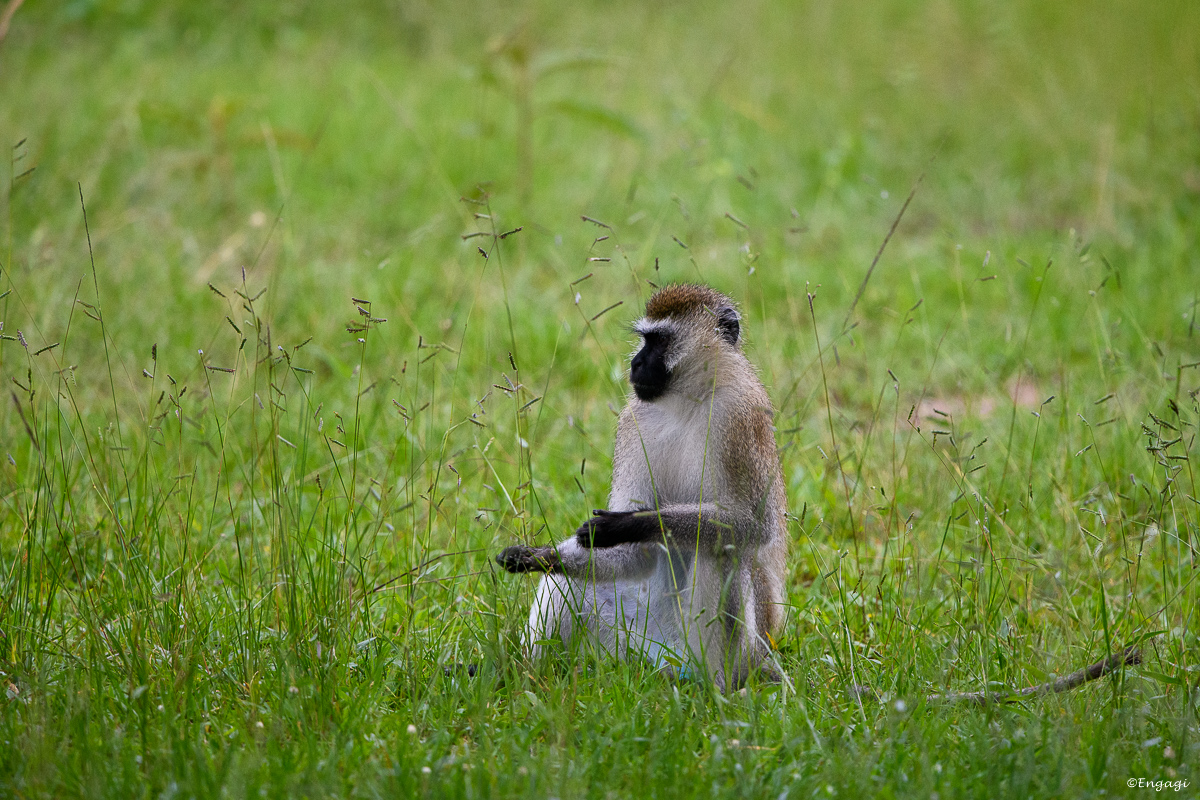 Uganda%202453.jpg