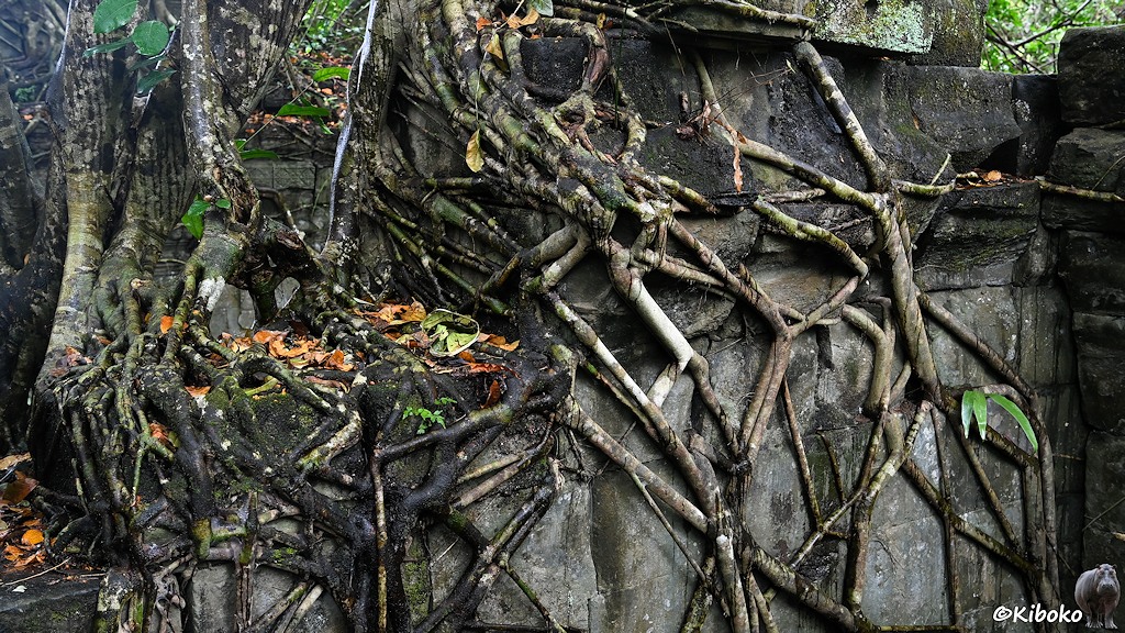 Das Bild zeigt eine graue Sandsteinmauer, die durch ein dichtes Netz von Wurzeln umschlungen ist.