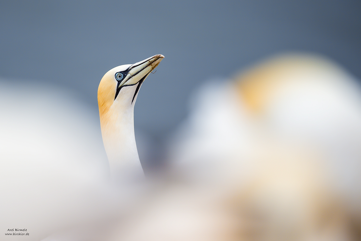 20190501_1771_PS_LAB_1200Px.jpg