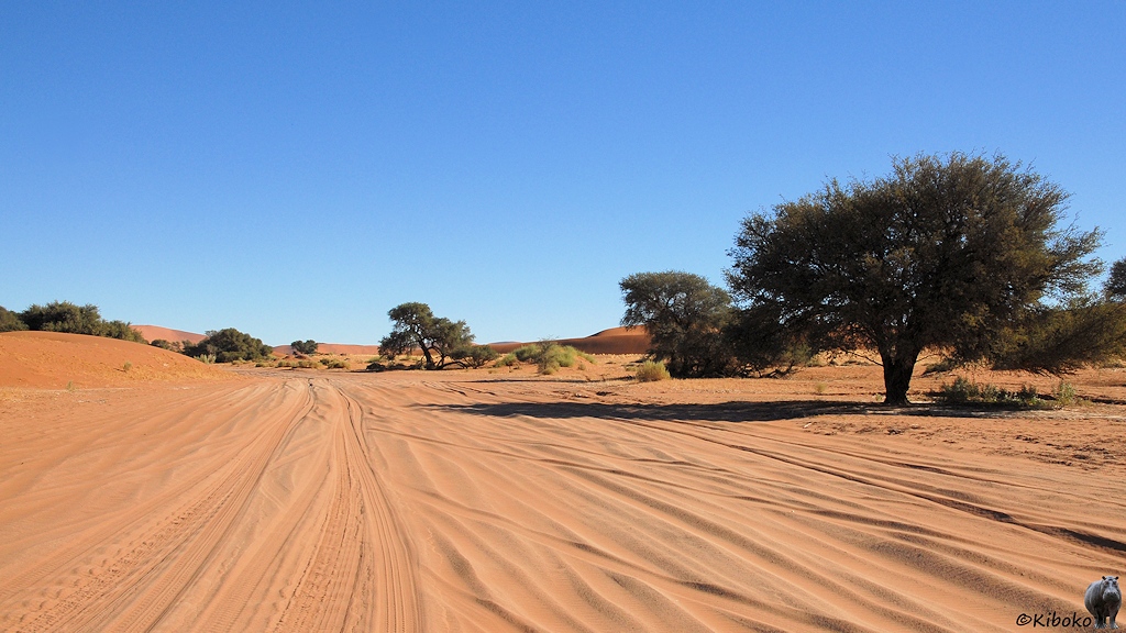 Autospuren im losen Sand. Bäume stehen am Pistenrand.