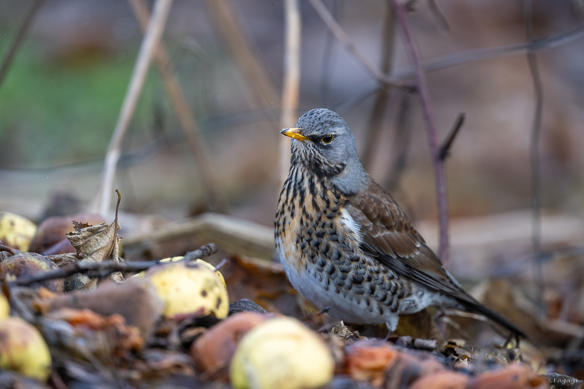 DSC_7903a.jpg