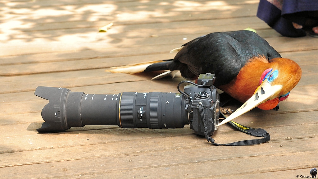 s550_Vogel12_Display_3307.jpg