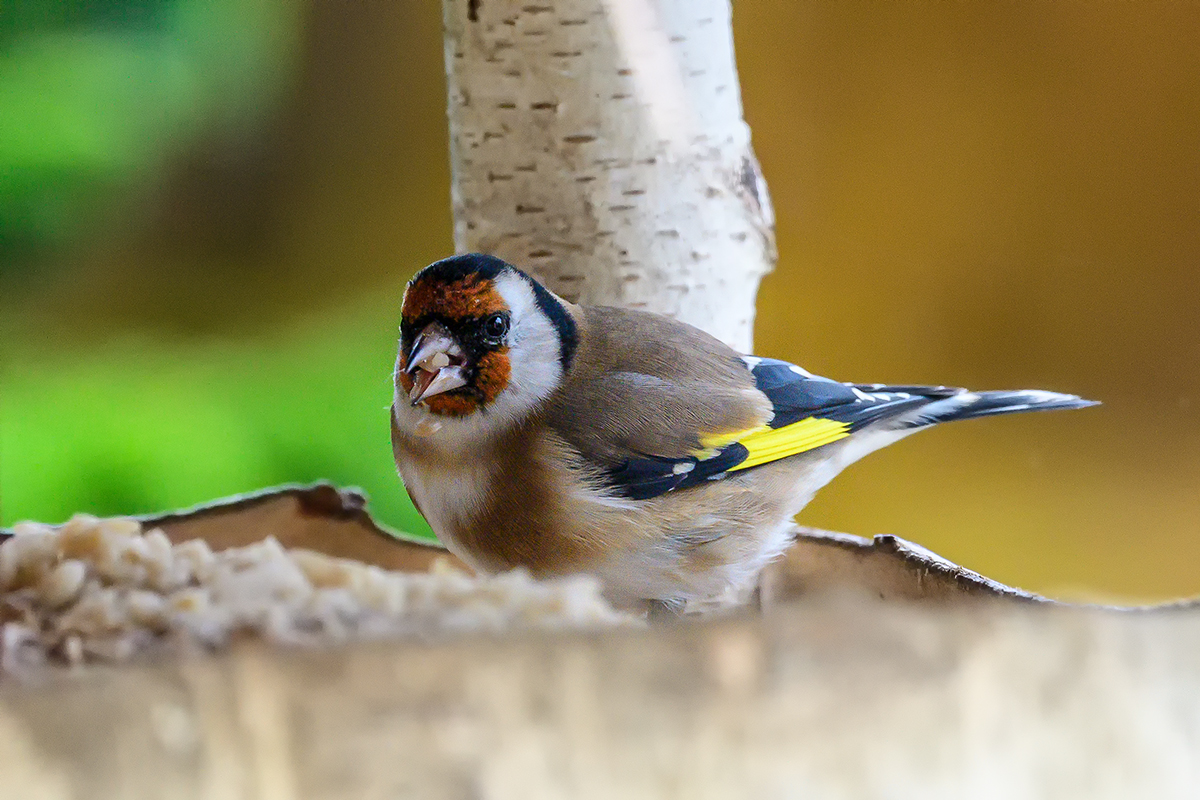 20201029_D500_2630NF.jpg