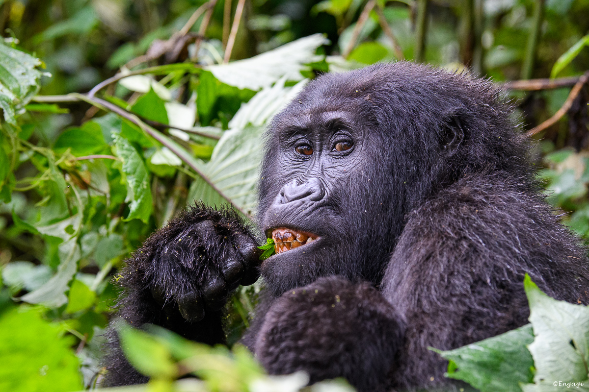Uganda%201955.jpg