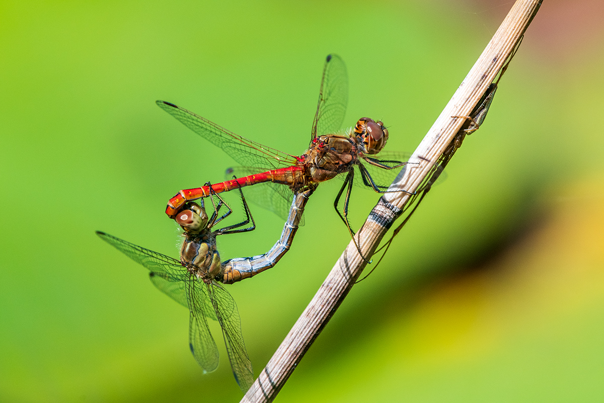 20190808_D500_0244NF.jpg