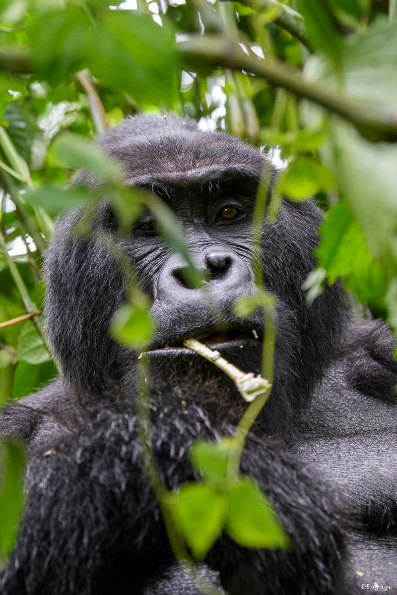 Uganda%202019.jpg