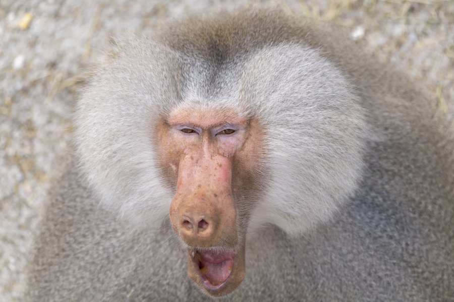 tierpark_haag23_04.jpg